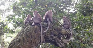Ubud Monkey Forest