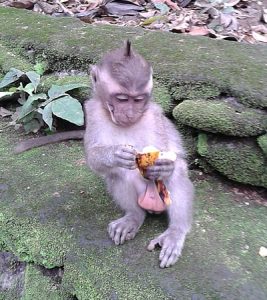 Ubud Monkey Forest